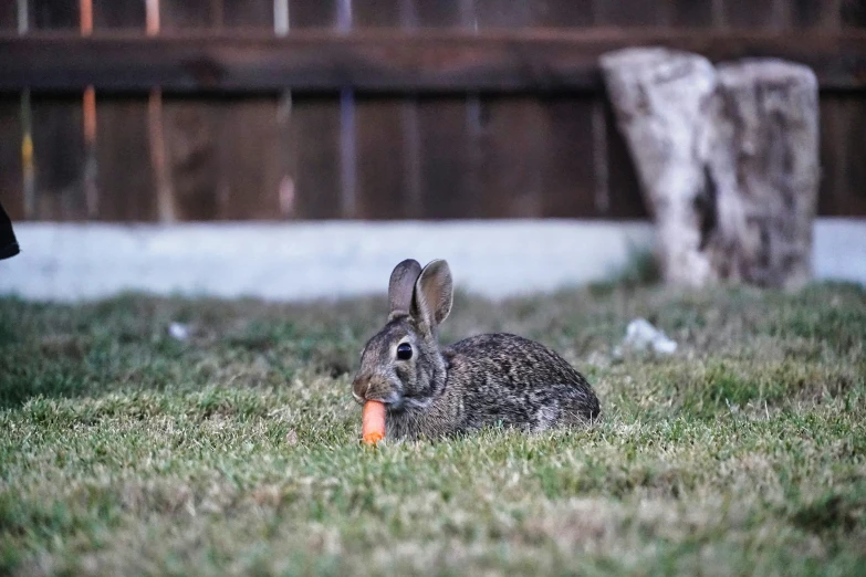 a gray rabbit eating an orange carrot in its mouth