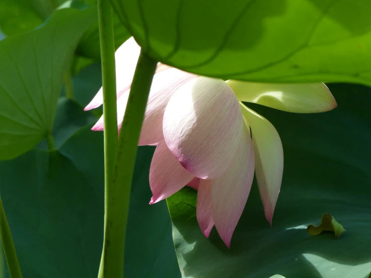 a pink flower budding from a large green leaf