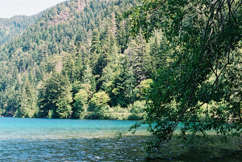 trees and water in a forested area of the lake