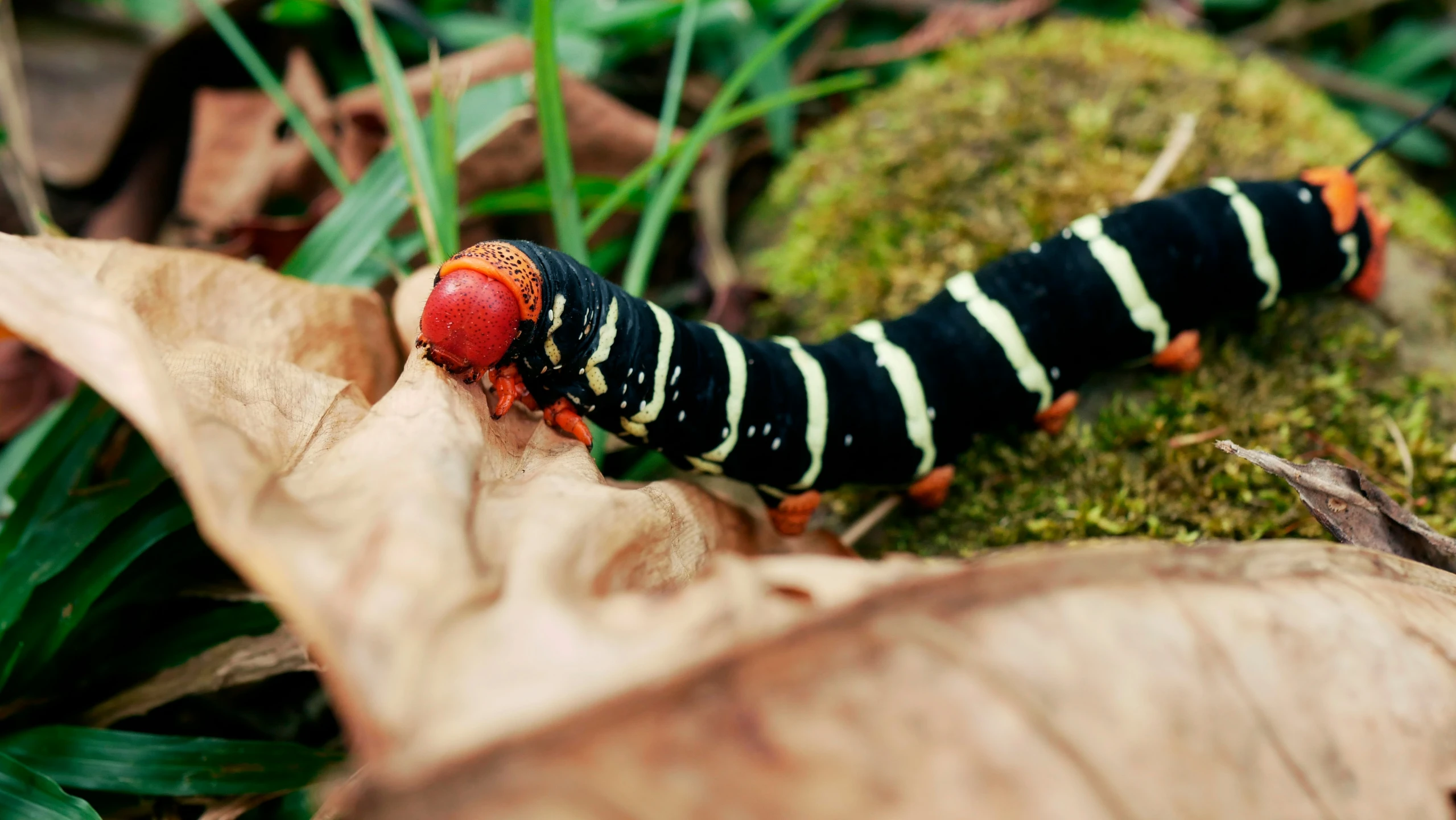 a red and black caterpillar on a leaf in some grass