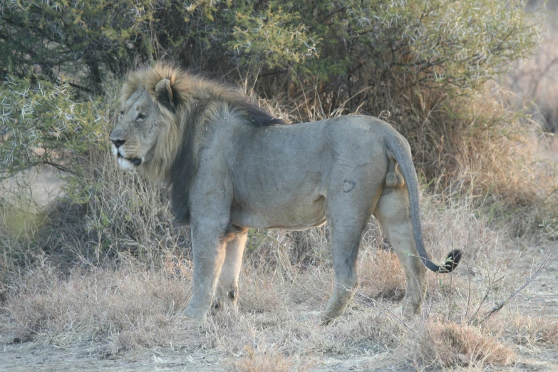 a close up of a very big furry lion in the wild