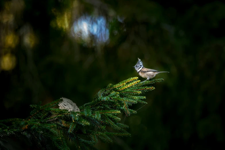 the small bird is on top of the needles of a tree