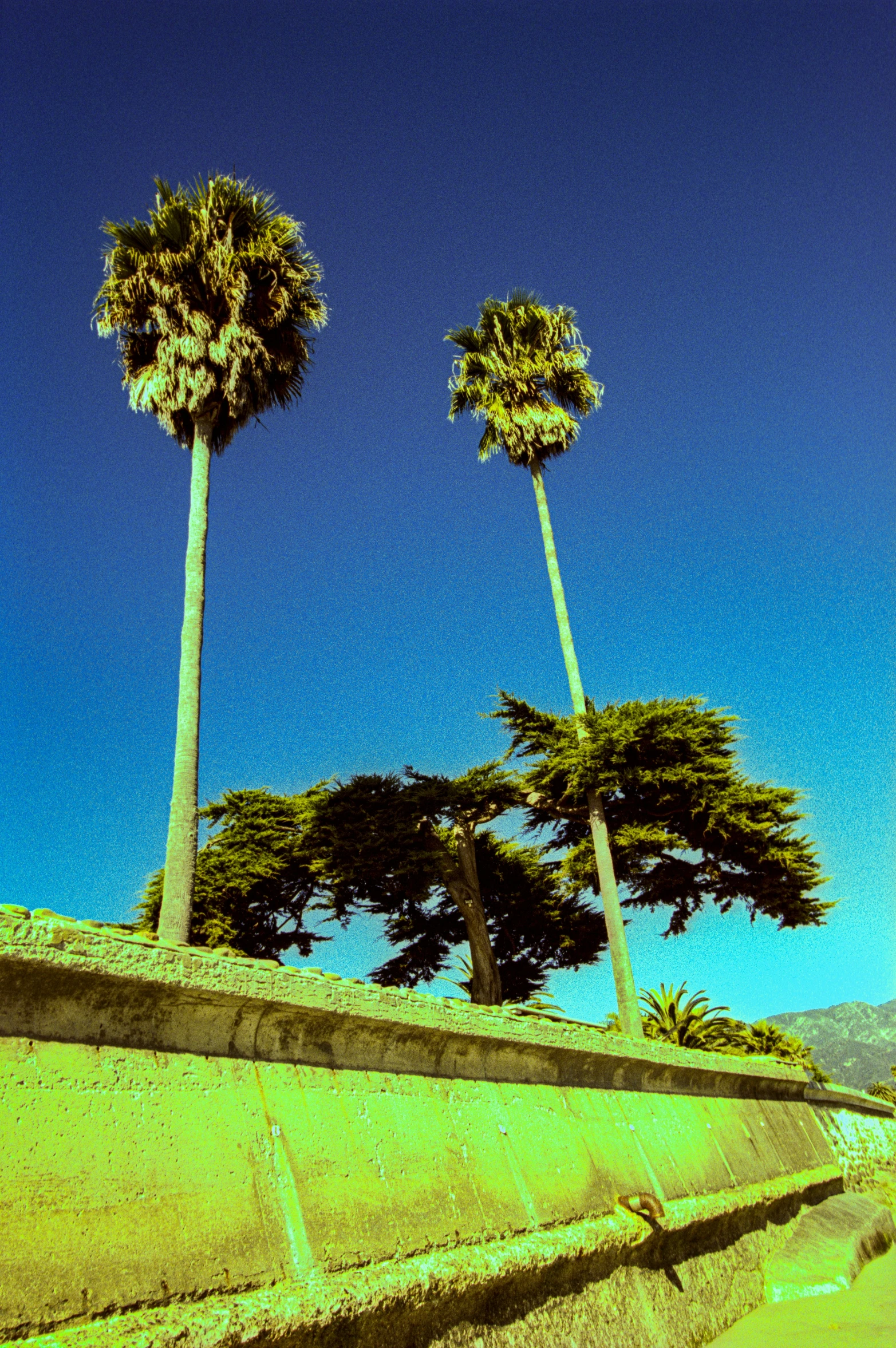 several trees on the side of a road