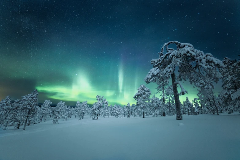 the aurora bore can be seen across the sky from the woods