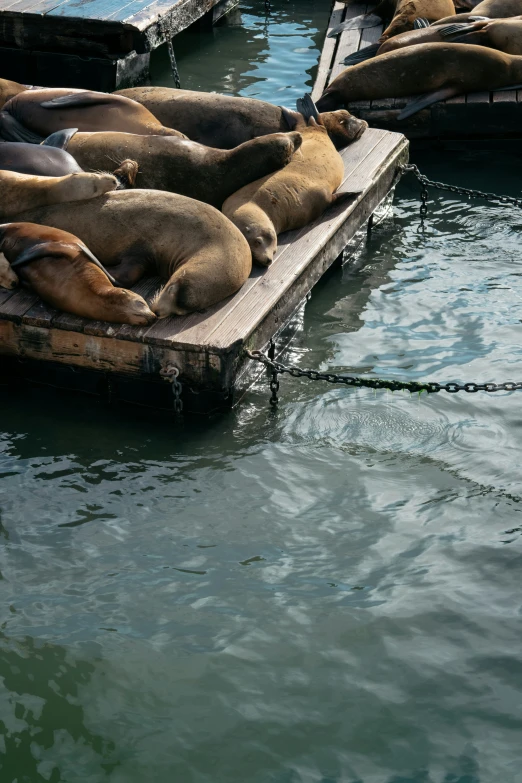 some sealions are sleeping on the docks in the water