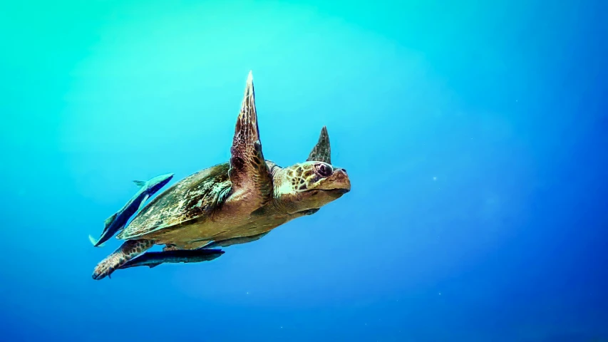 a turtle swimming in the blue ocean