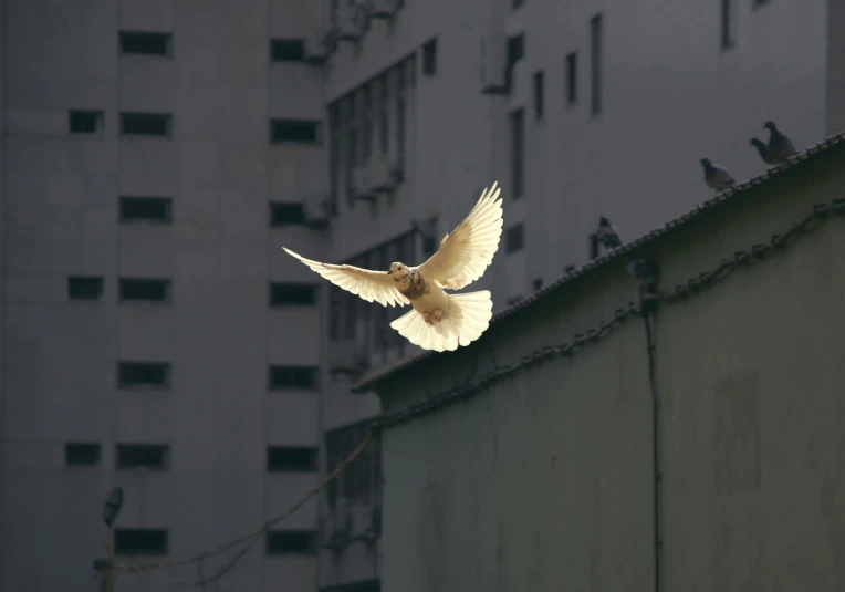 a white bird flying over a building