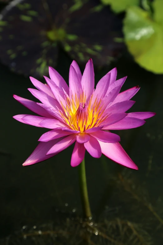 a single pink waterlily blooming in a pond surrounded by water lilies