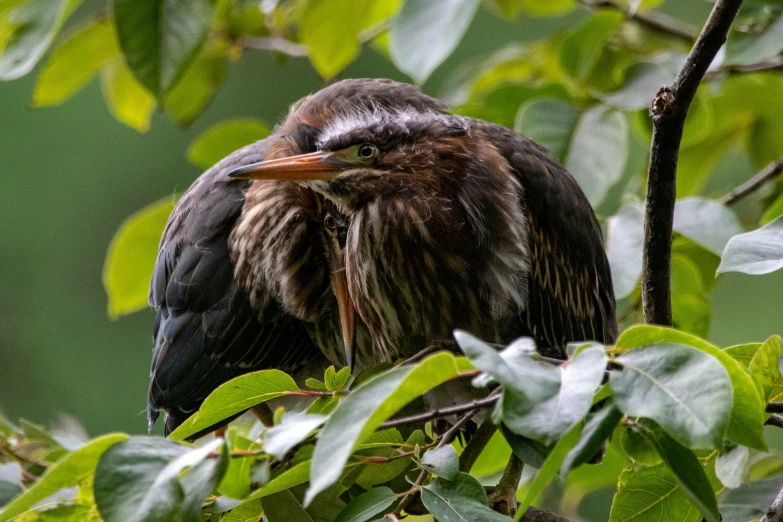 a close up of a bird perched in a tree