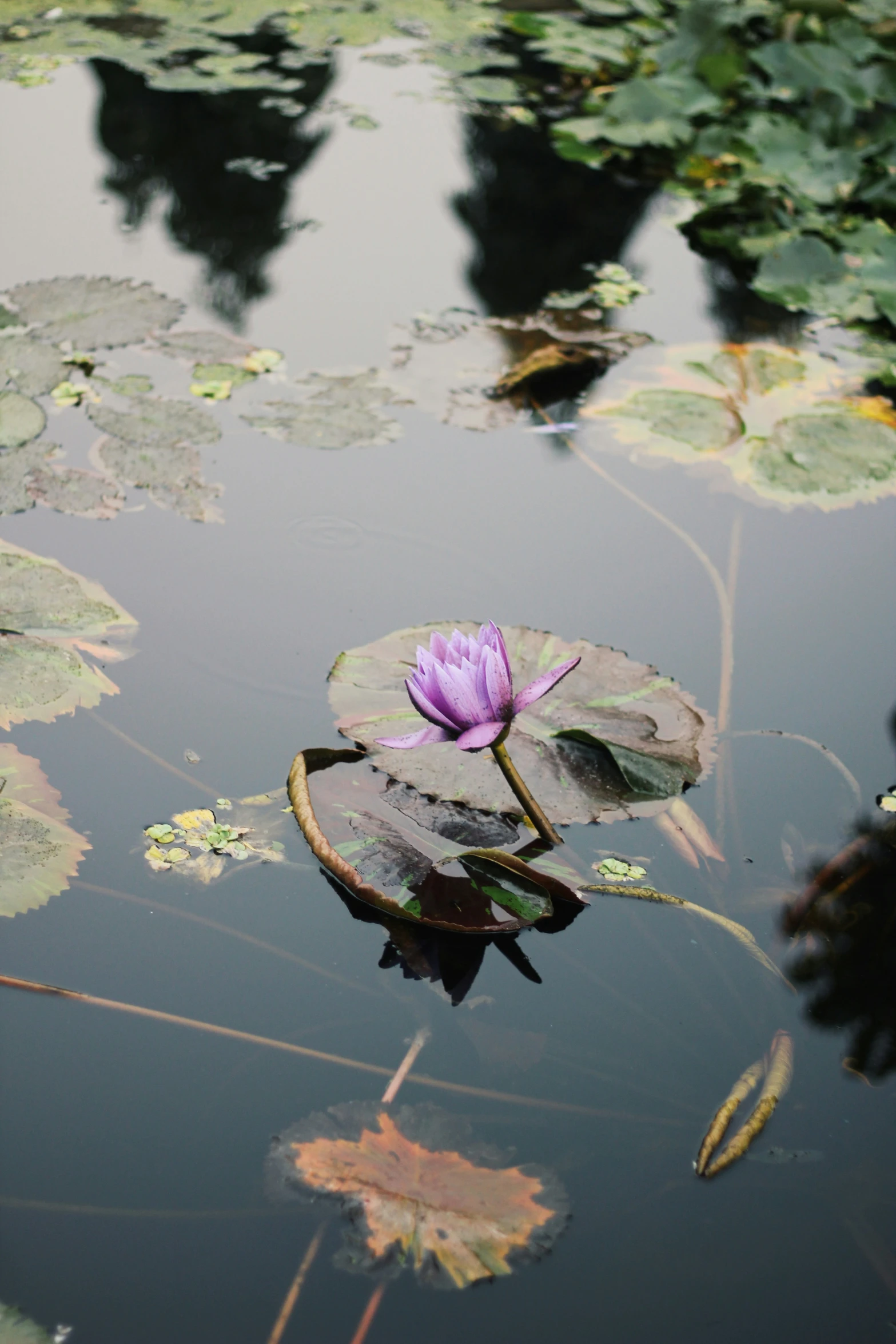 a purple lotus in some water leaves and light