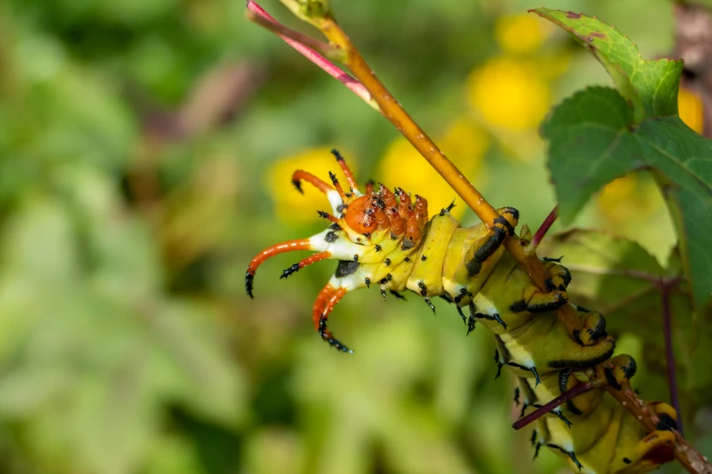 a small insect on a flower with a blurry background