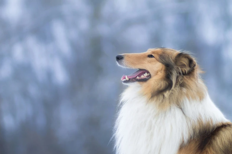 a collie is looking at soing while it's smiling