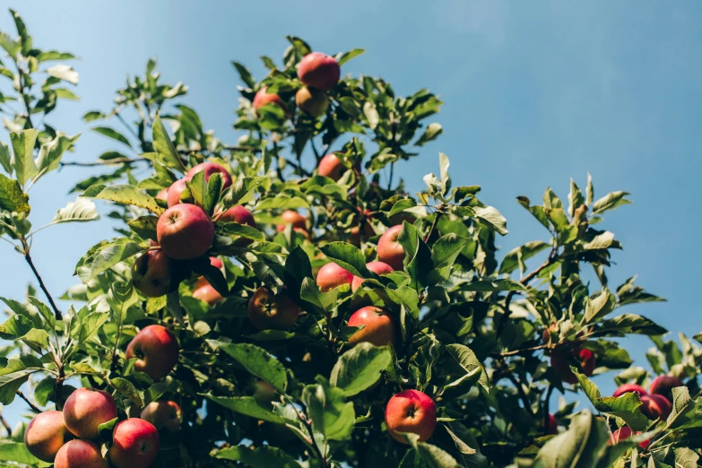 the fruit is still in the tree on the sunny day