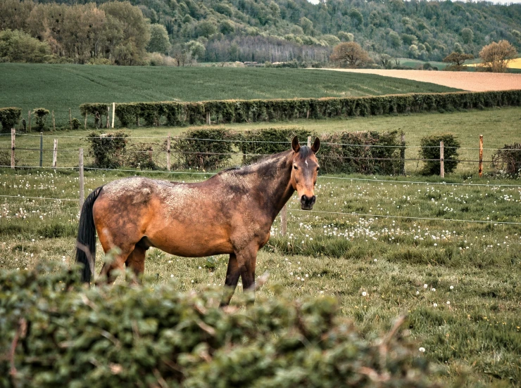 the horse is looking for some food in the field