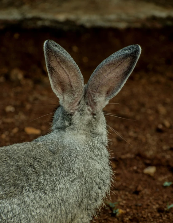 a close up picture of a rabbit looking directly at the camera