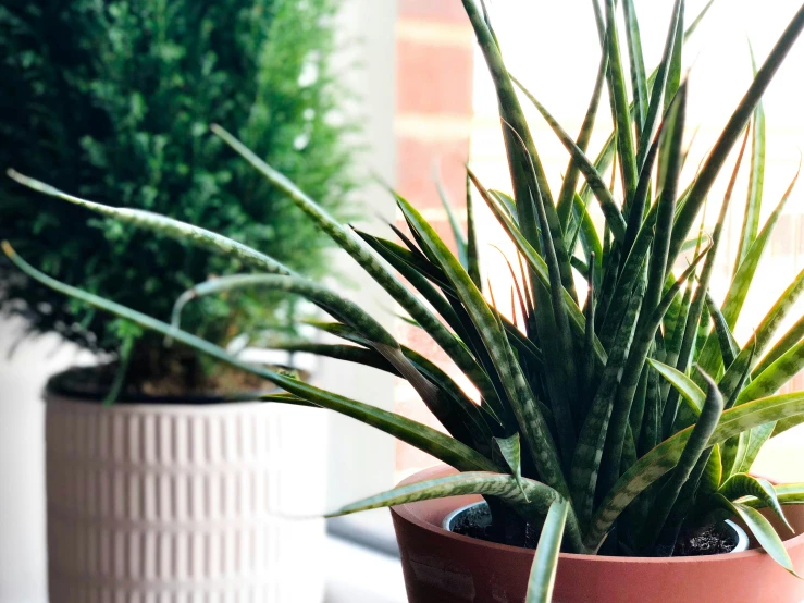 two potted plants sit next to each other