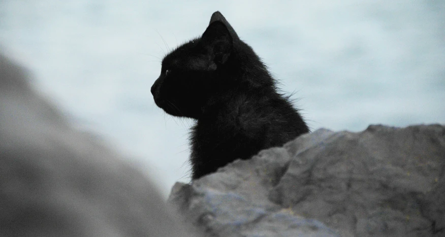 a black cat sitting on top of a rock