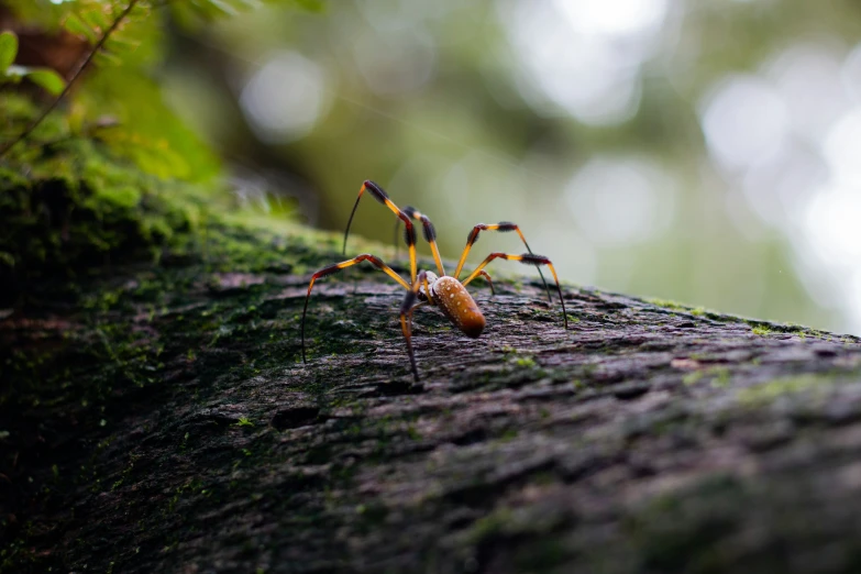 a large spider walking up a tree nch