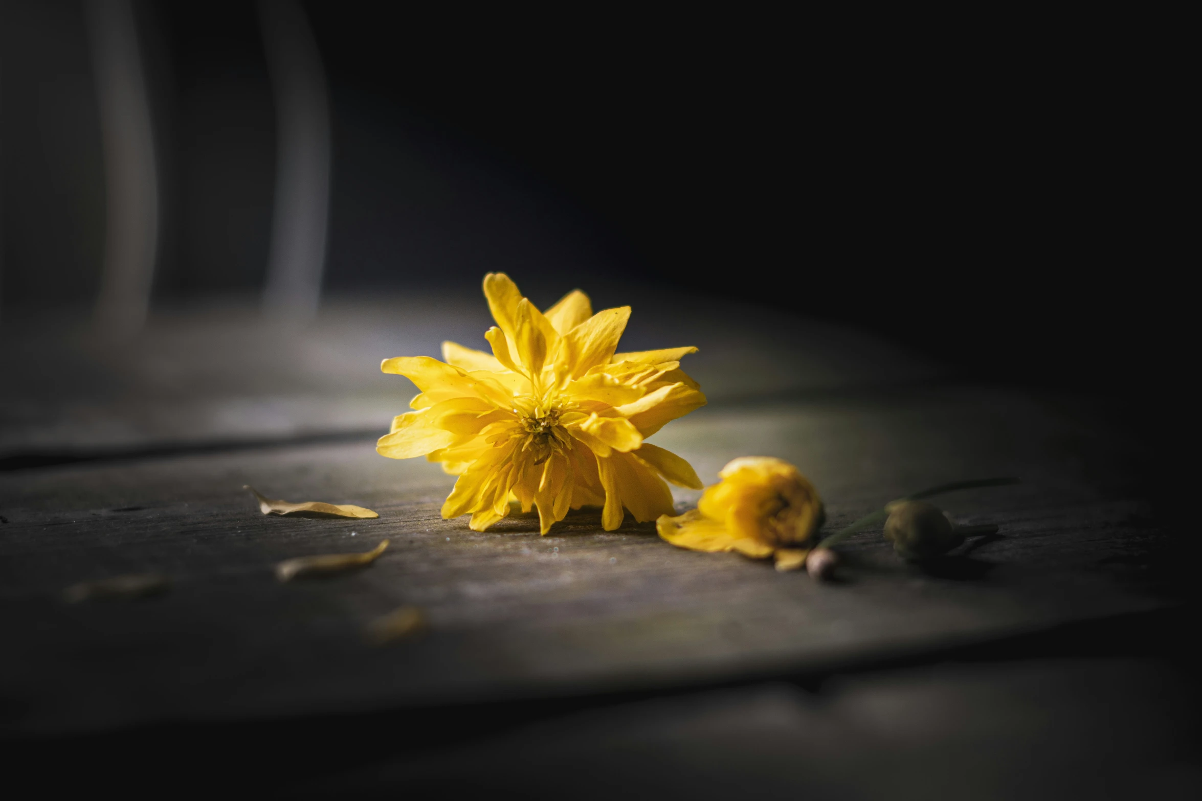 a flower on the ground with black background