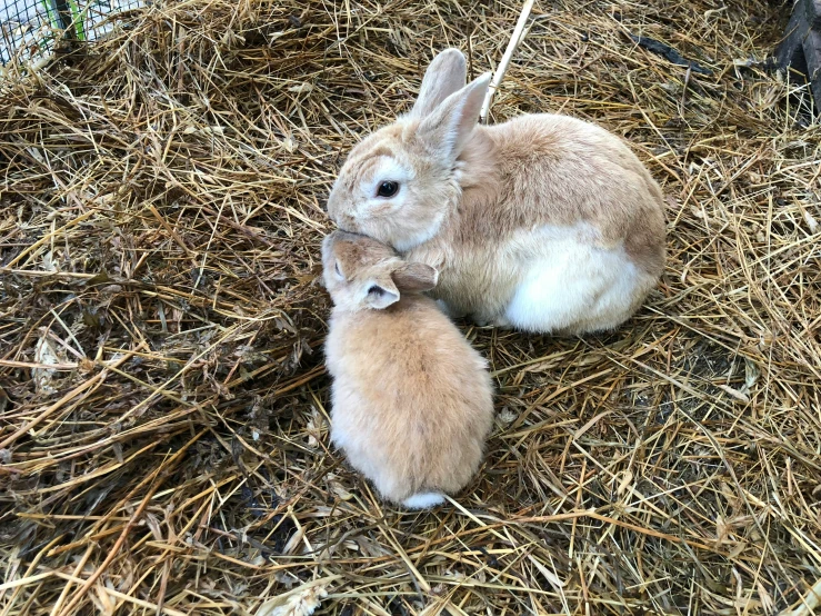 a baby rabbit is nursing on its mother