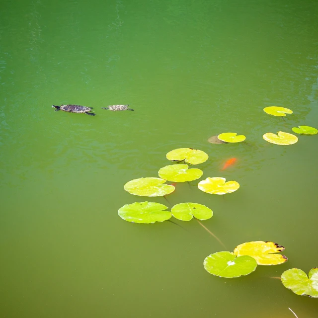 two alligators swimming in green water with lily pads