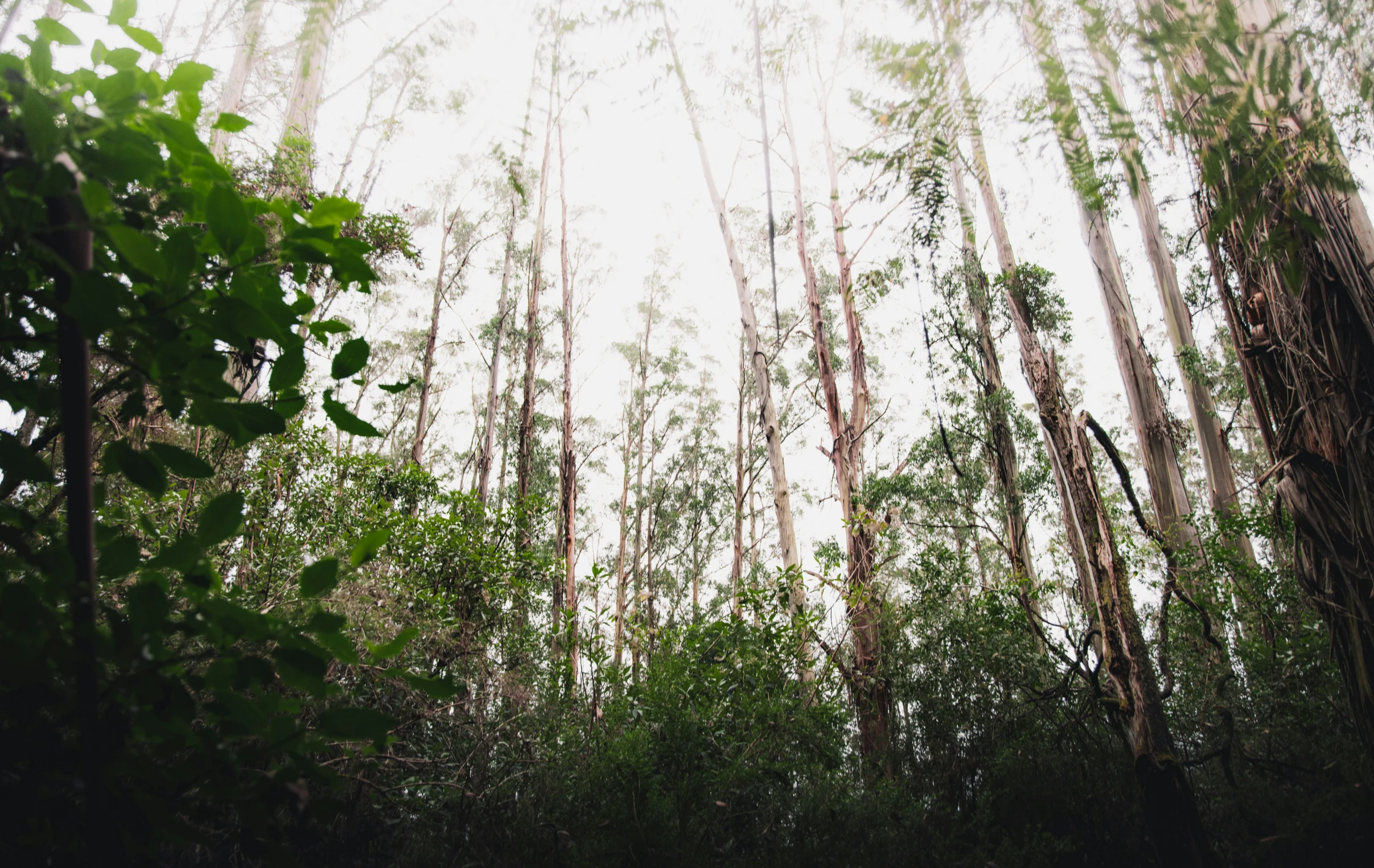 trees and foliage grow in the woods near an area of land