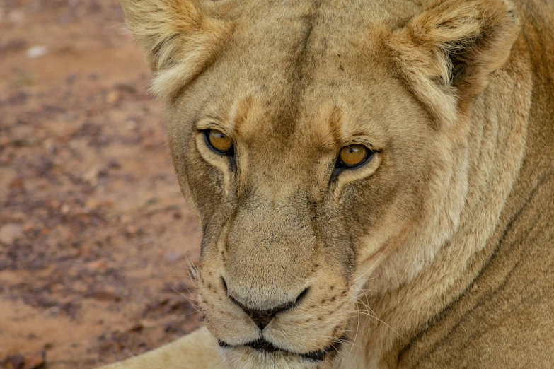 a close up s of a very big pretty lion