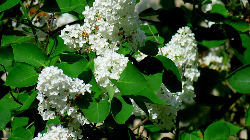 white flowers and green leaves of a tree