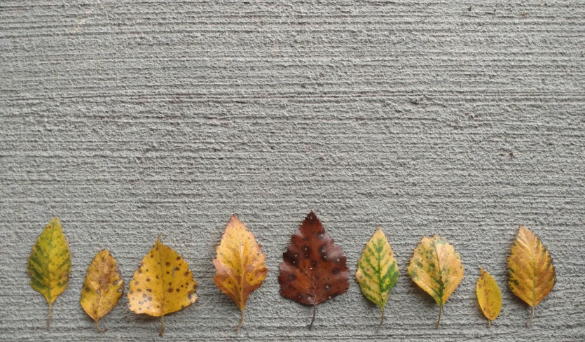 five leaves arranged in the same row on a stone slab