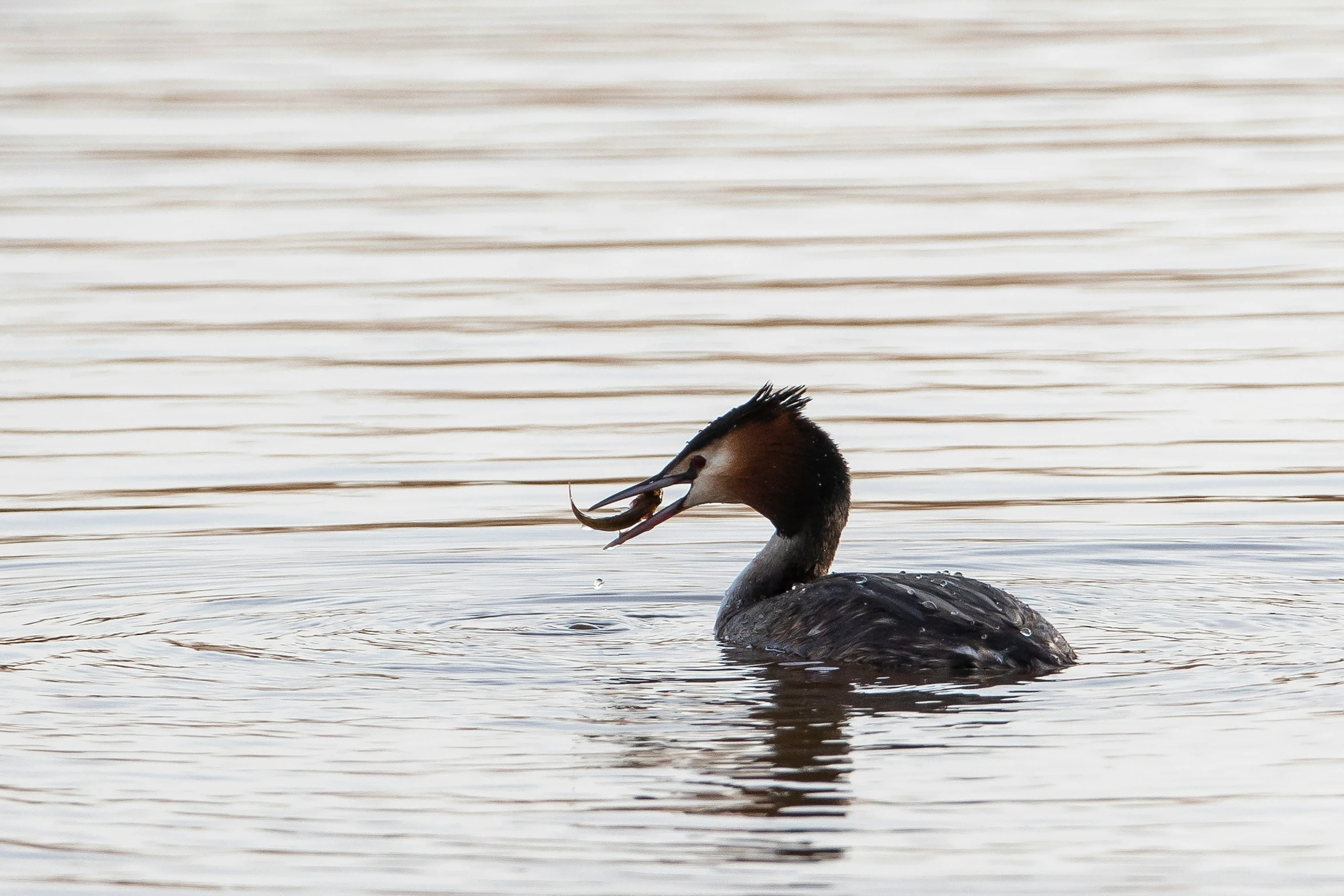 a bird swimming in the water with a fish in its beak