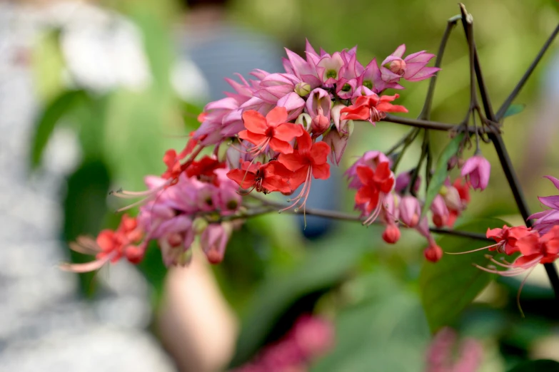 a close up view of the flowers and leaves of a tree