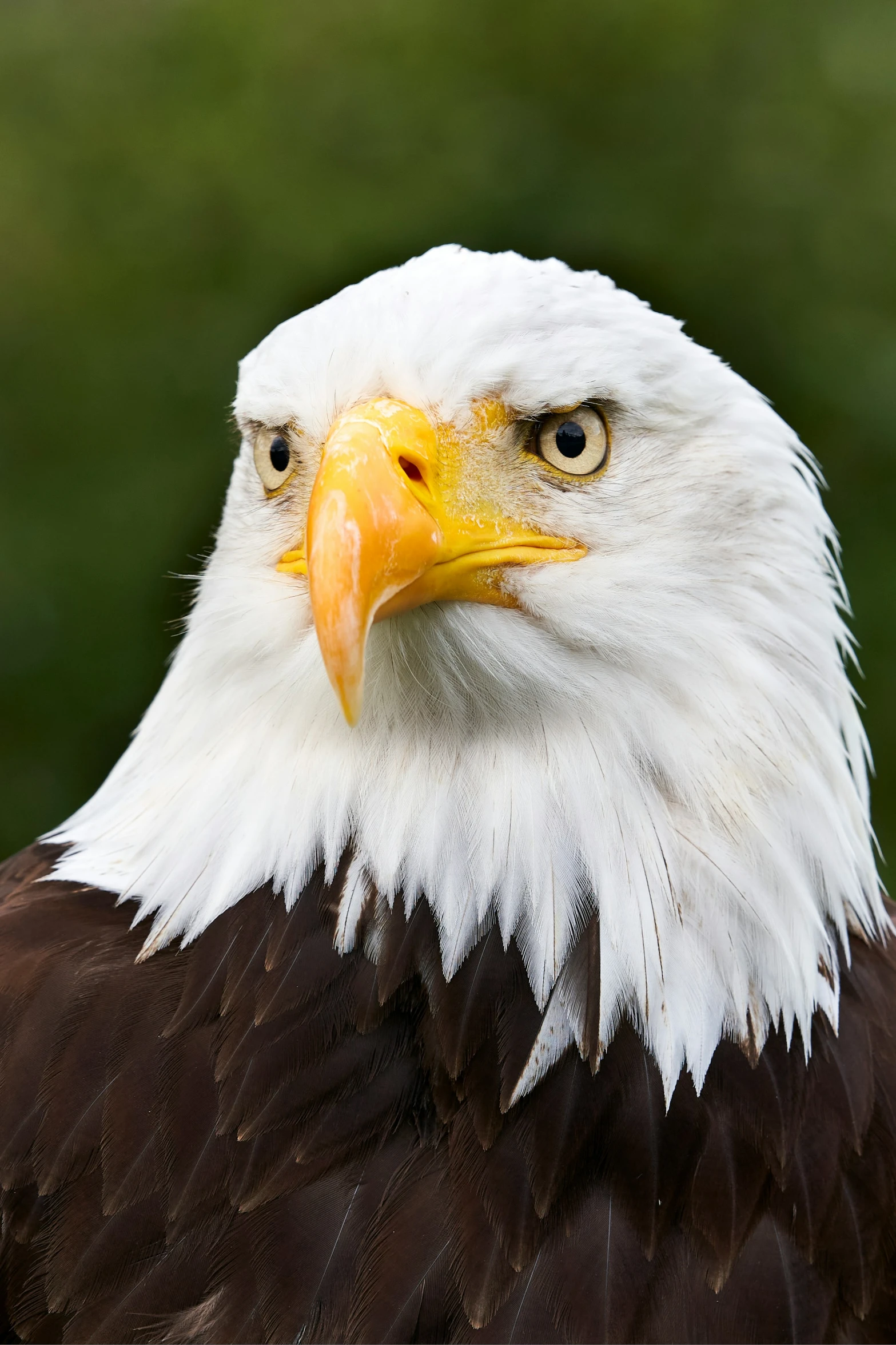 an eagle sitting with it's head tilted to the right