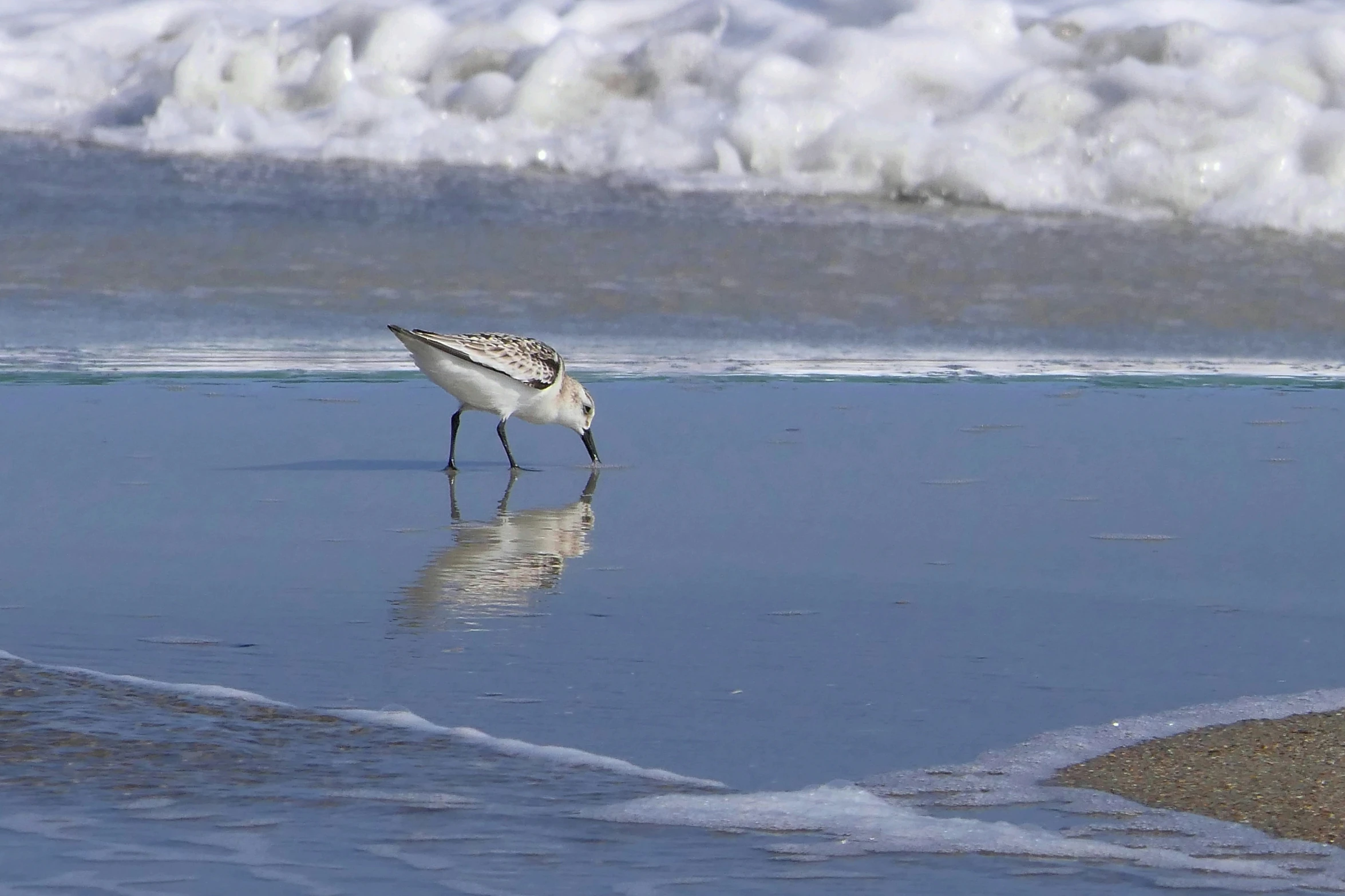 a little bird walking along the shore by a body of water