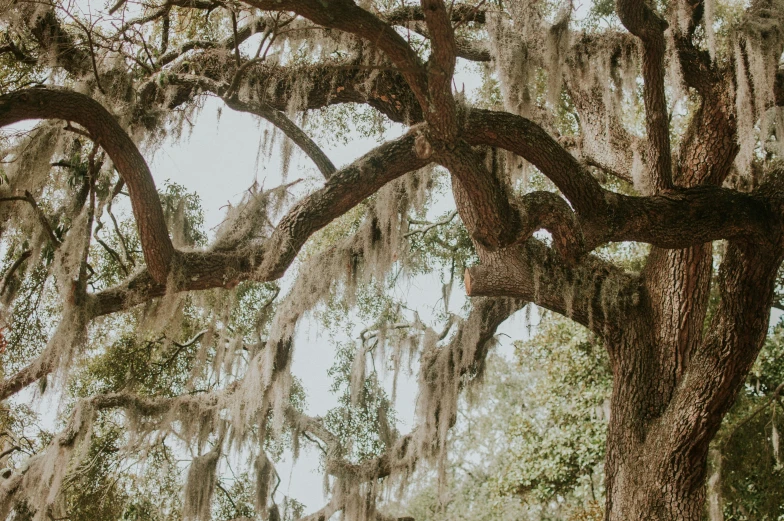 an old tree has moss hanging off it's nches