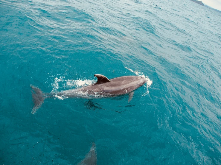 a dolphin swims in the water, near a smaller whale