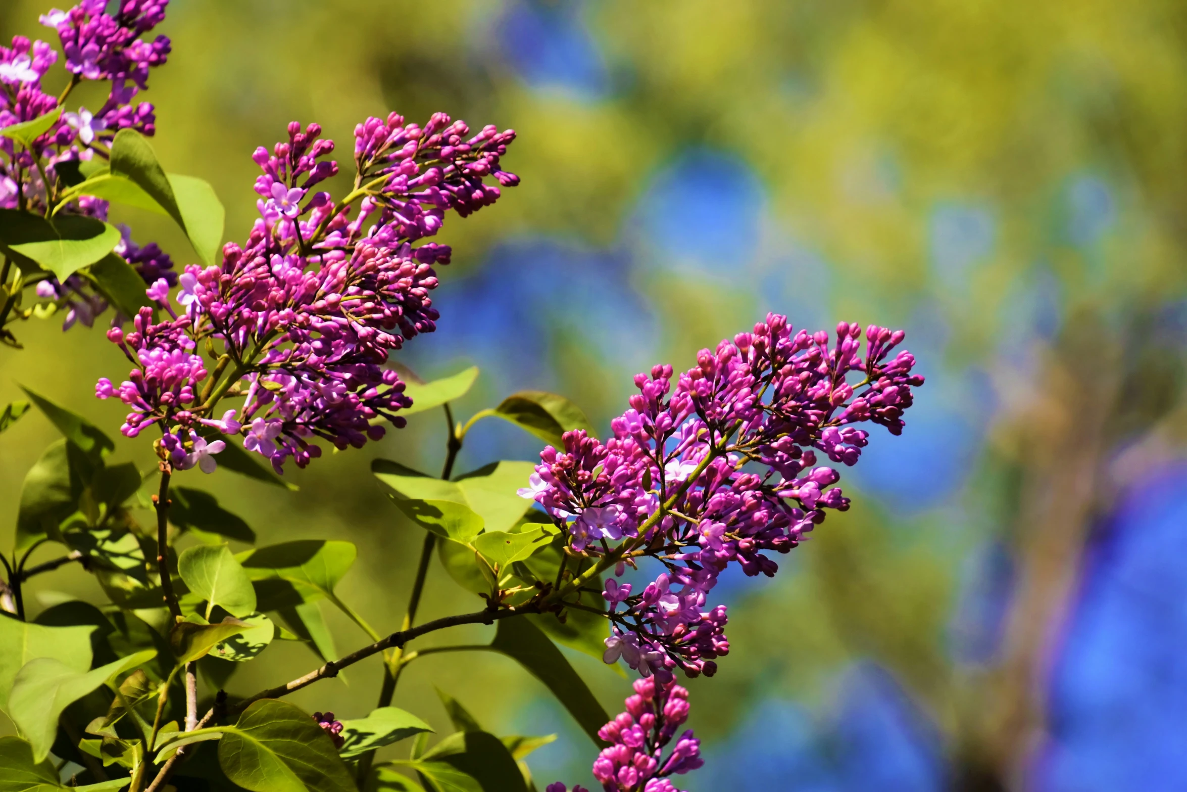 purple flower buds hang in the sunlight with blue sky in background