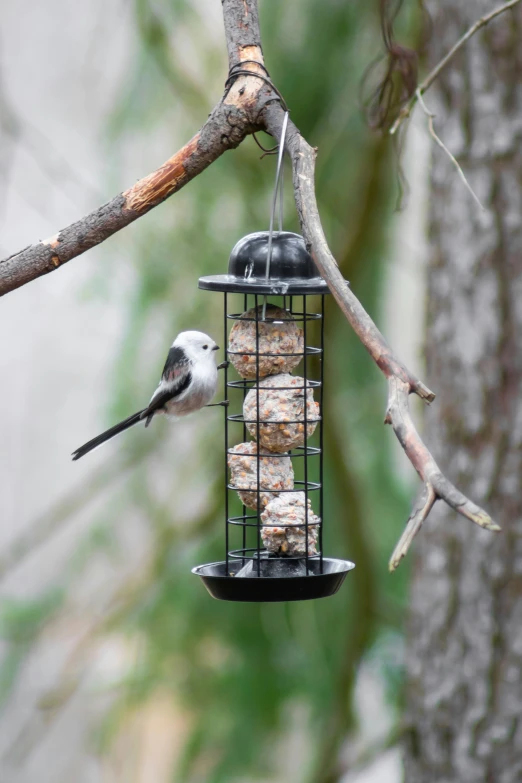 a bird eats a food item from a bird feeder