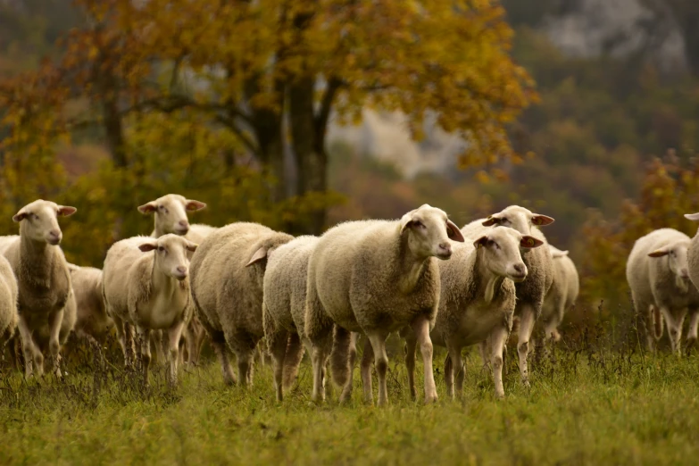 sheep and goats standing together in the grass