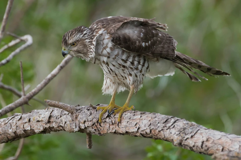 a bird perched on a tree nch in the rain