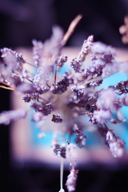 the close up view of some flowers in the daytime