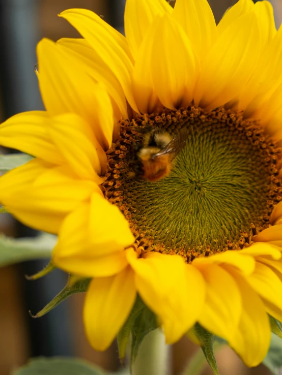 a bee in the center of a large sunflower