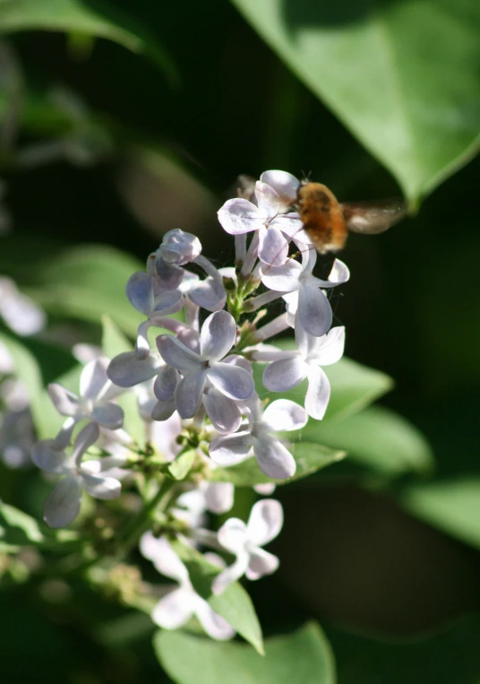 a honeybee bee on purple flowers with leaves