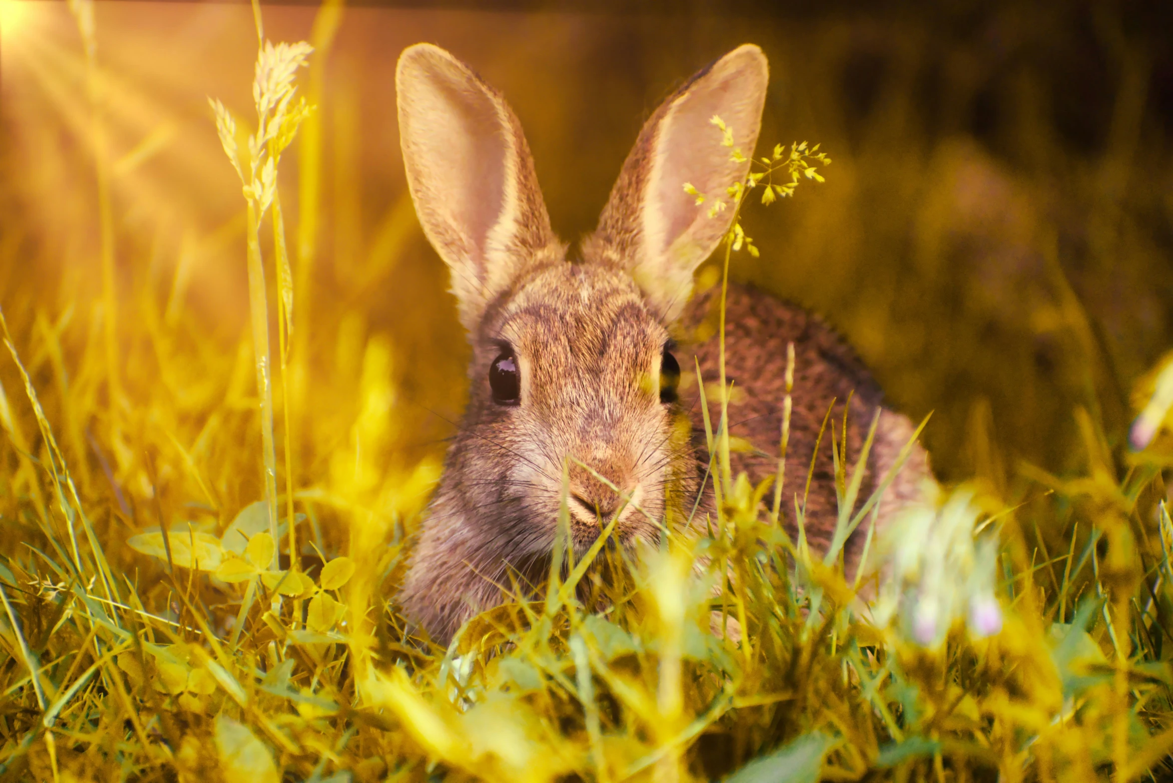 a bunny rabbit laying in the grass looking towards the camera