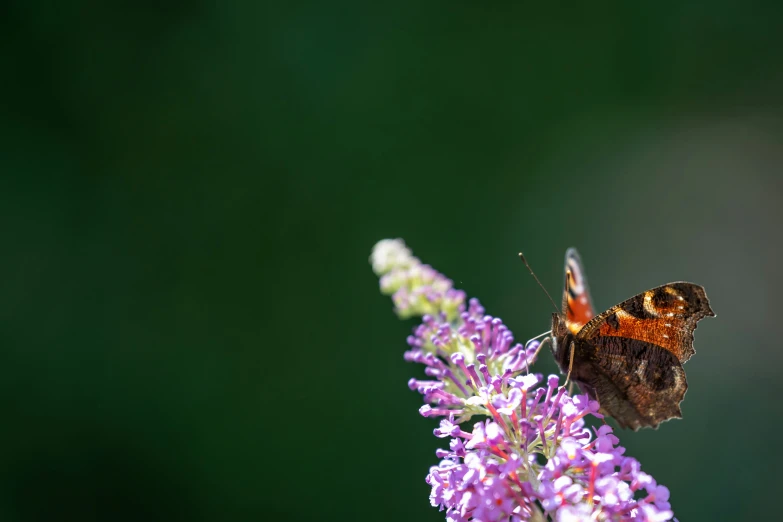 the small brown and orange insect is perched on a purple flower