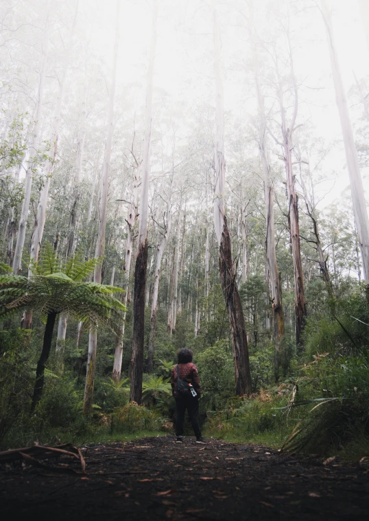 a person walking through the woods alone