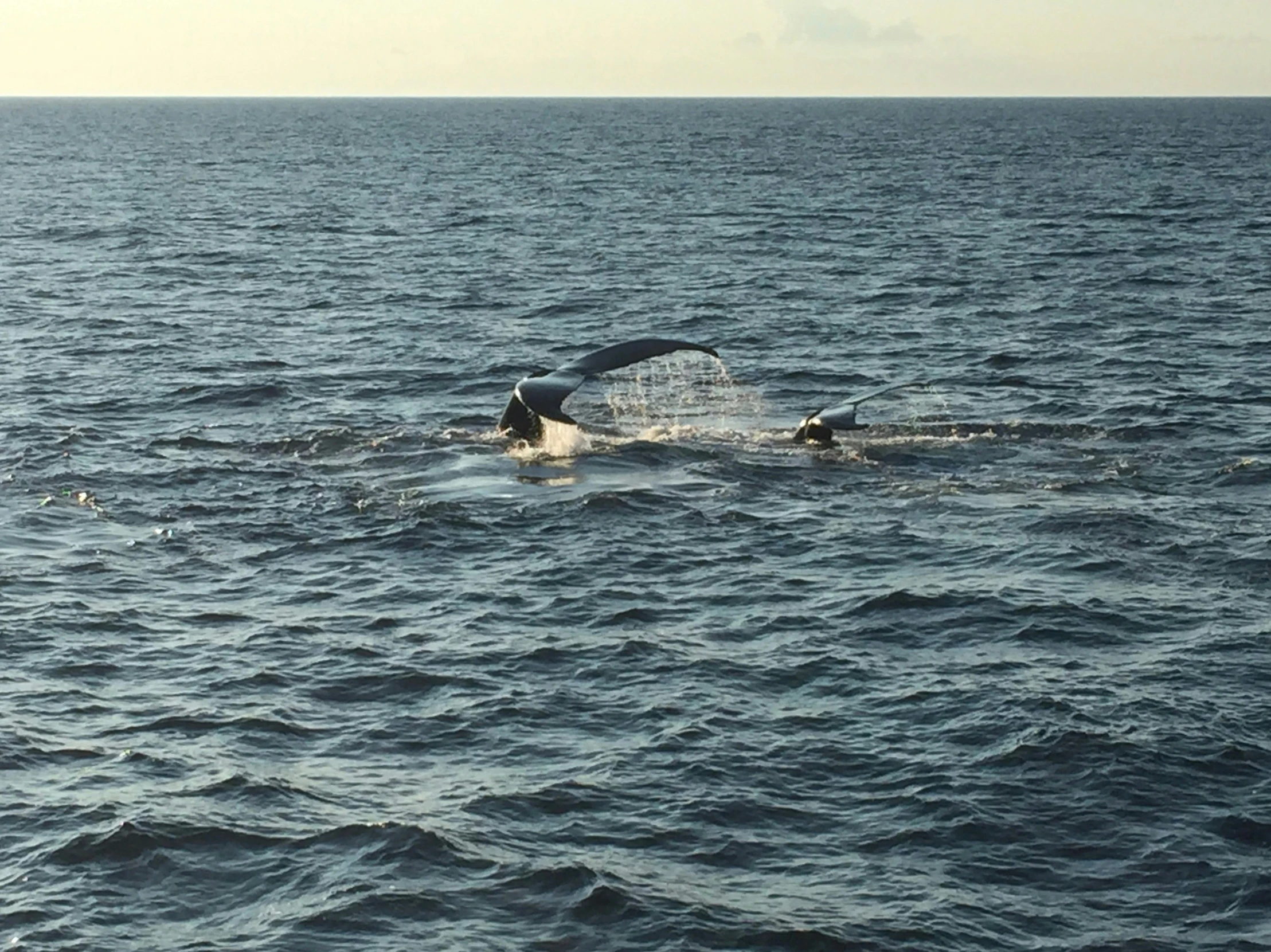 a whale is swimming across the water