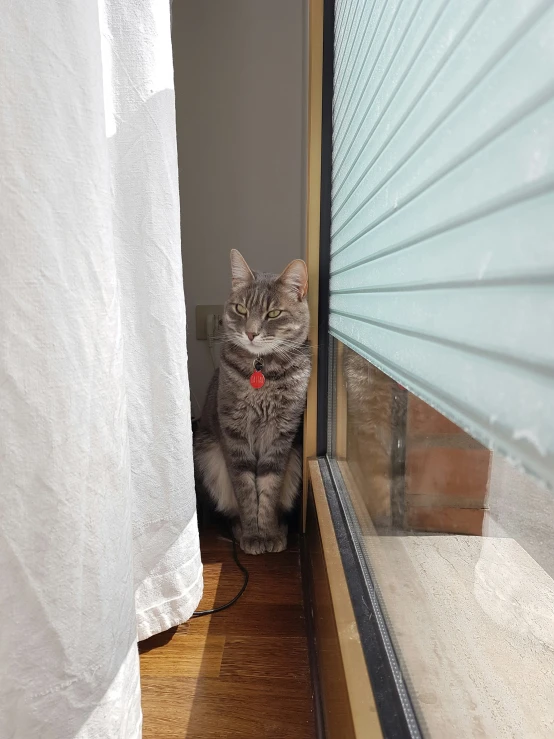 a gray cat standing in front of the open window