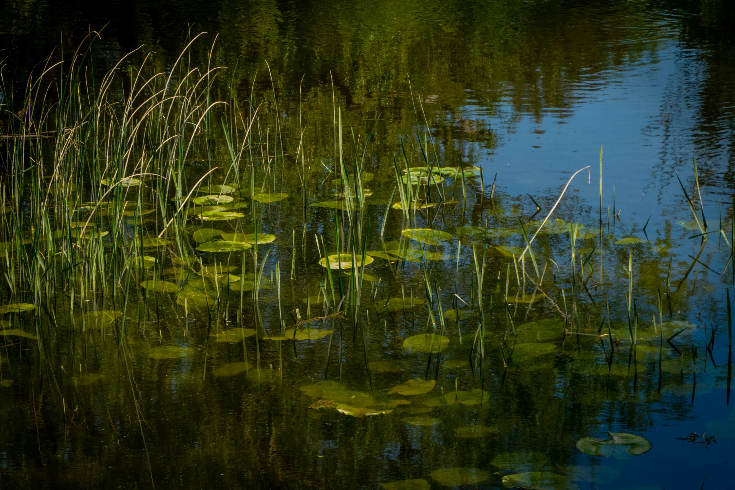 green grass and lily pads floating on a pond