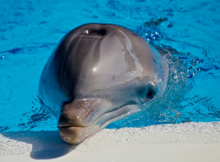 a dolphin in the water with his head under water