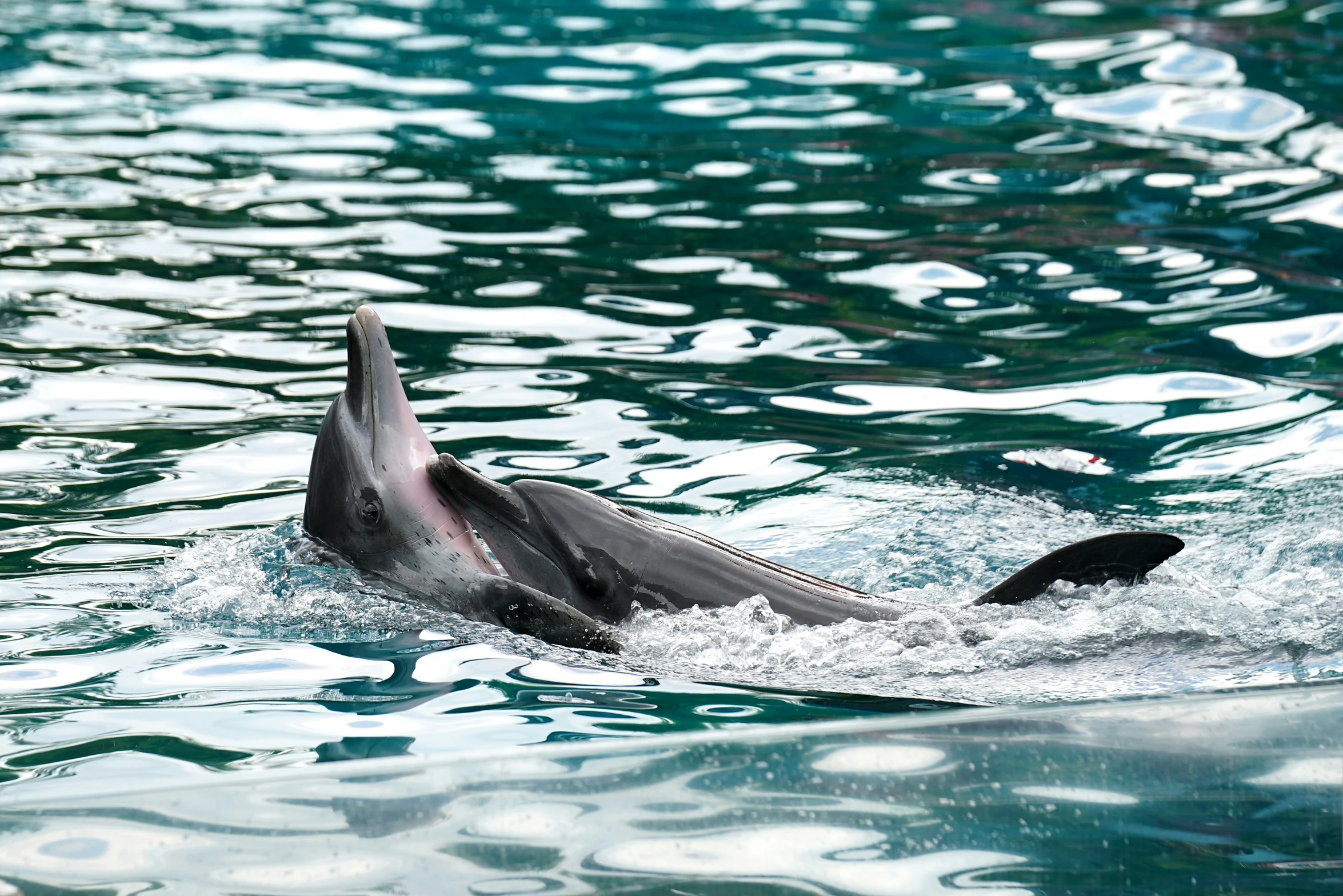 a dolphin swimming in the ocean with a fish